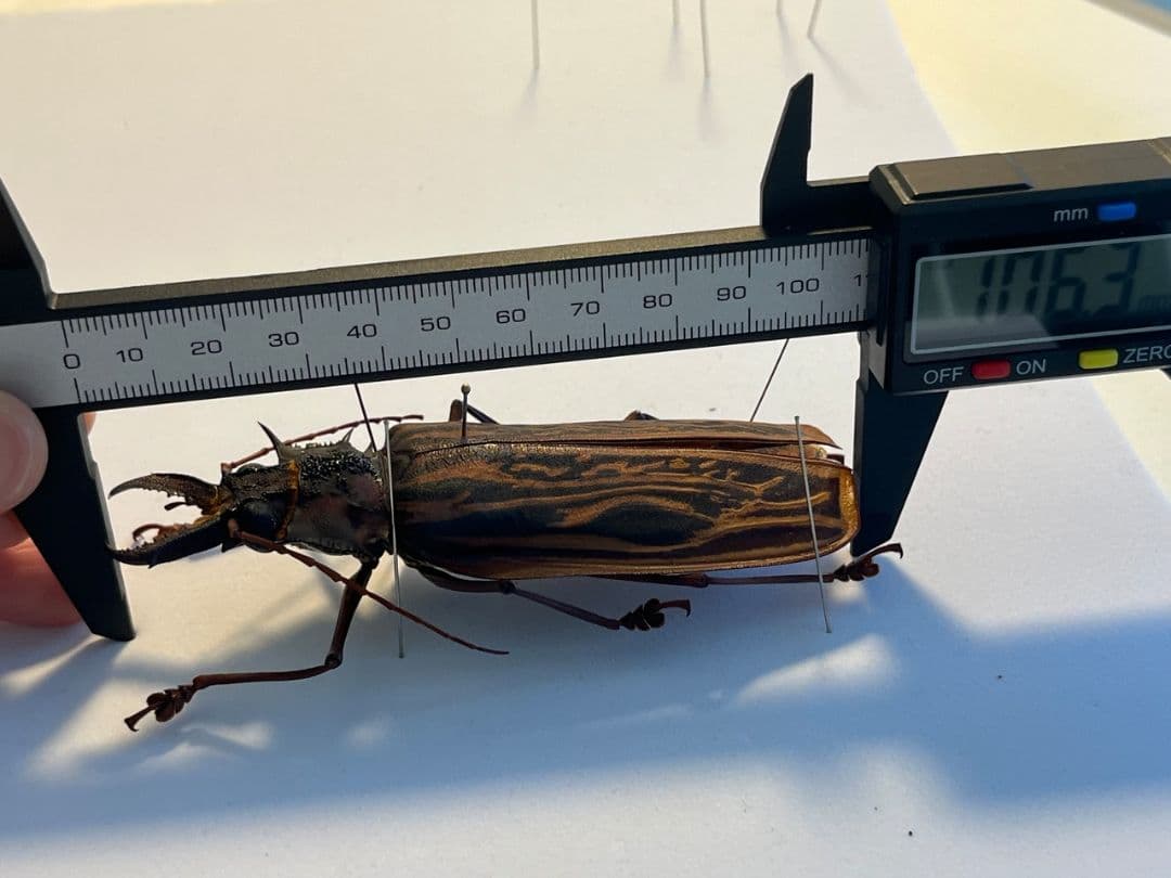 【106mm♀】オオキバウスバカミキリ標本 Macrodontia昆虫標本