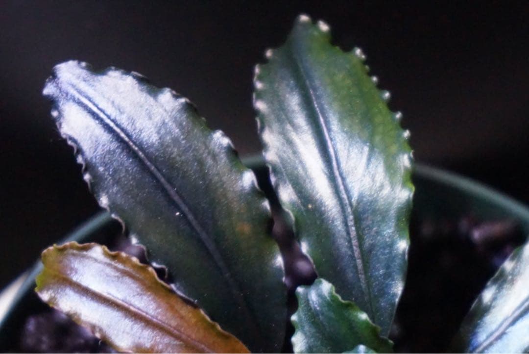水草 Bucephalandra sp.\"Twinkle\"