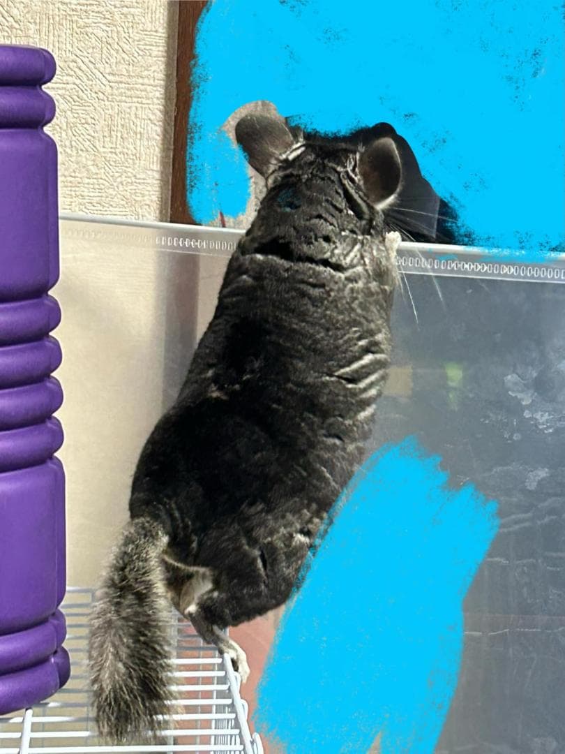 ペットフェンス 犬 猫 パーテション 侵入防止 コンパクト 区切り ペットケMM