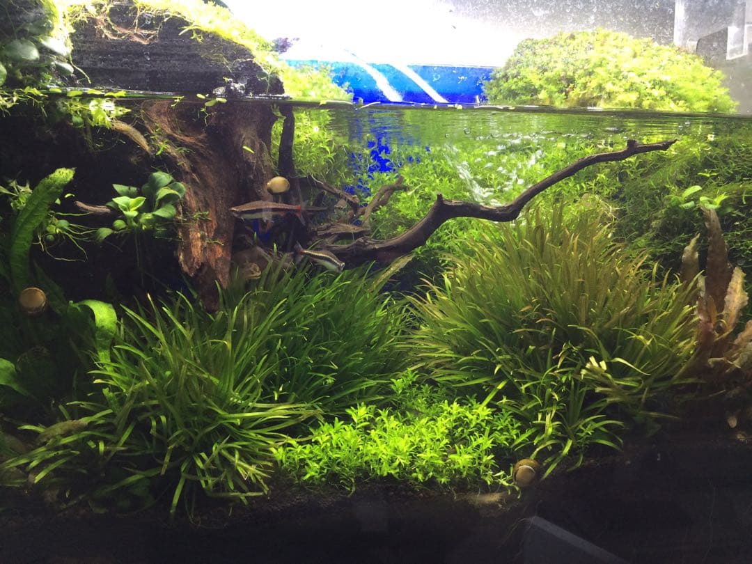 水草レイアウト用　流木　1.2kg
