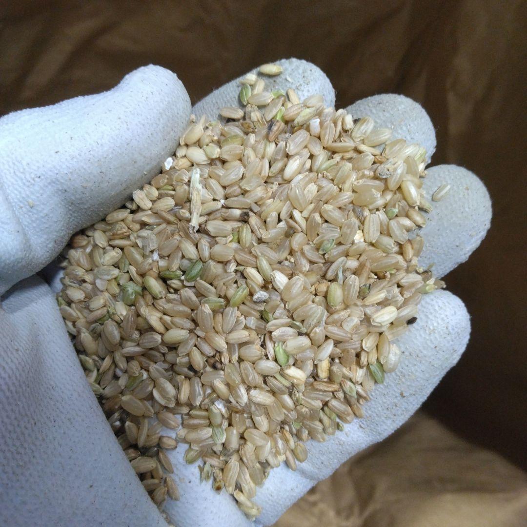 令和6年度産 くず米(玄米) 20kg⑨