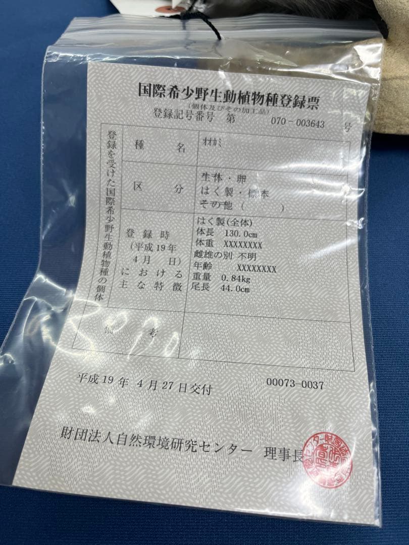 【毛皮】オオカミ　原反　国際希少野生動植物種登録票付き　管理番号37