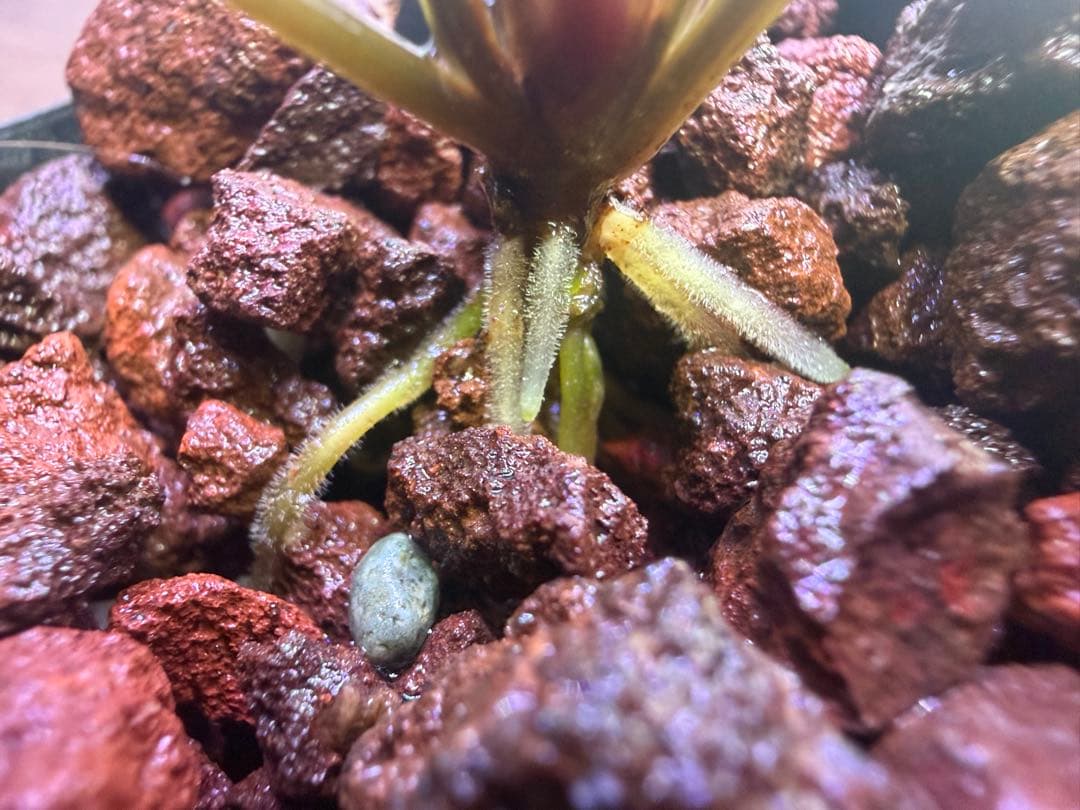 水草 Bucephalandra sp. Malinau kalimantan