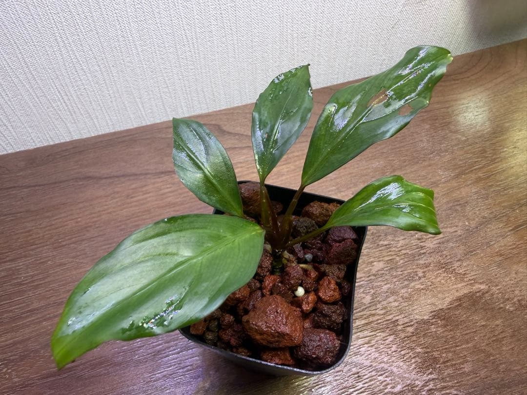 水草 Bucephalandra sp. Malinau kalimantan