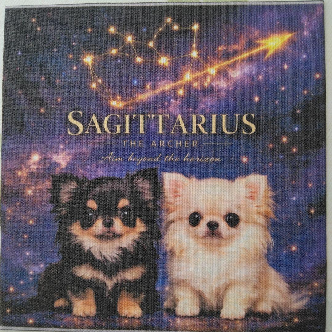 ☆受付☆チワワ