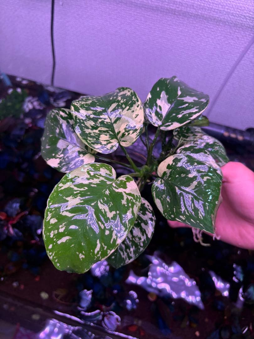 アヌビアスナナ-斑入りキング　綺麗な特大株