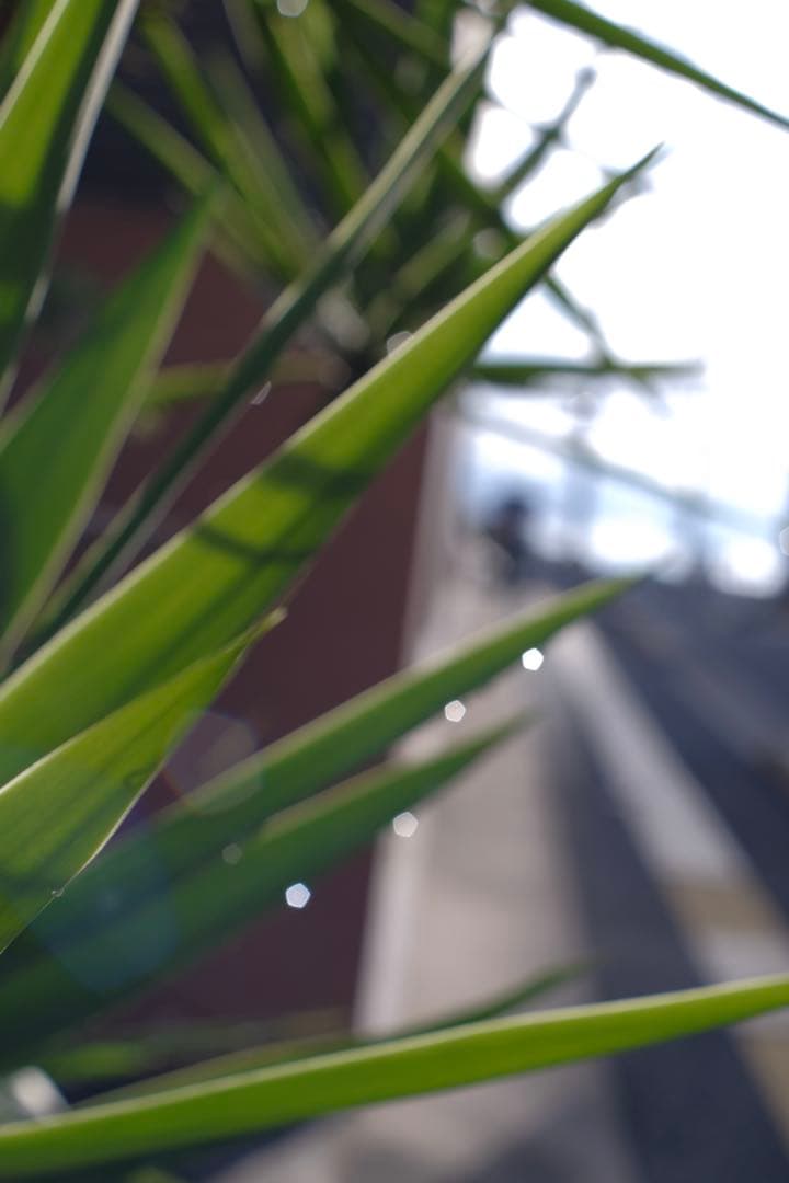 Flektogon 35mm f/2.8 xマウントヘリコイドアダプター付き