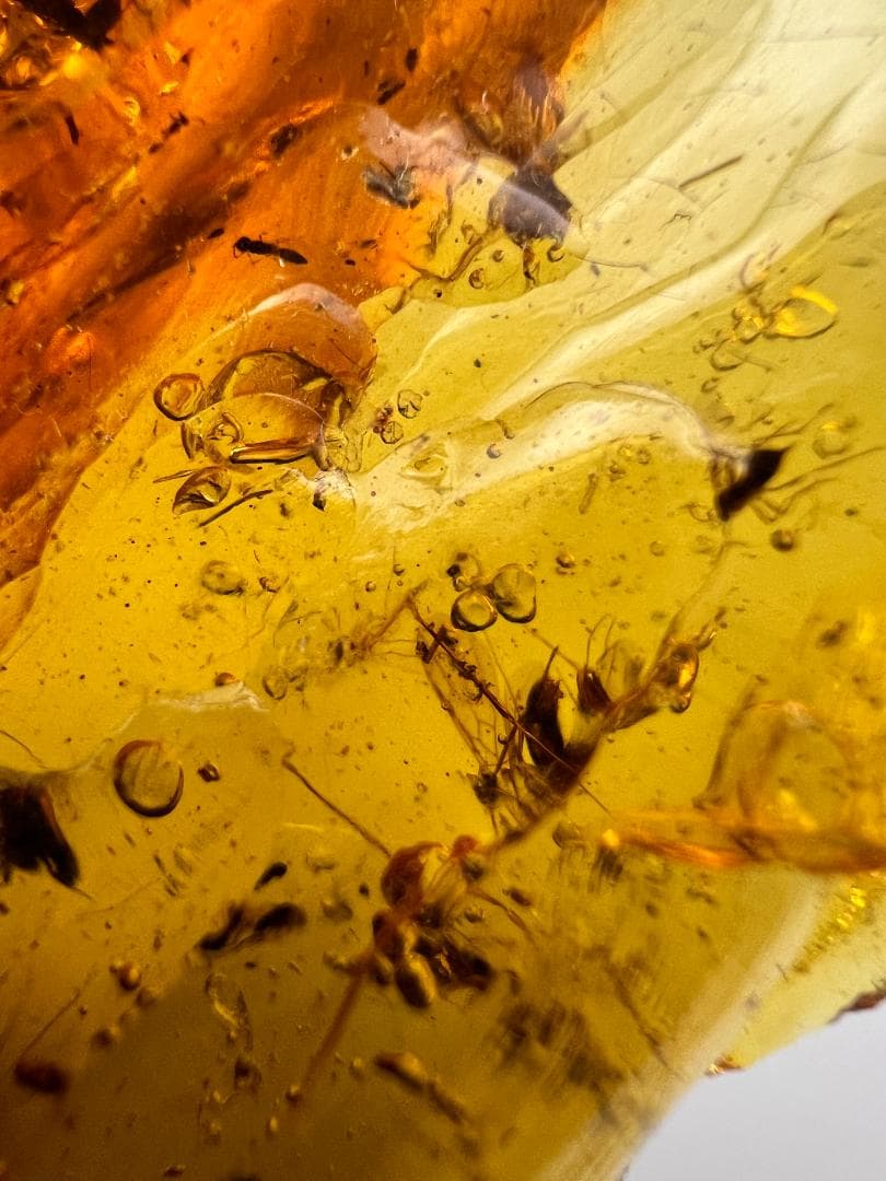 虫入り琥珀　蚊　蟻　多種多様な虫を大量内包　バルティックアンバー　バルト海沿岸