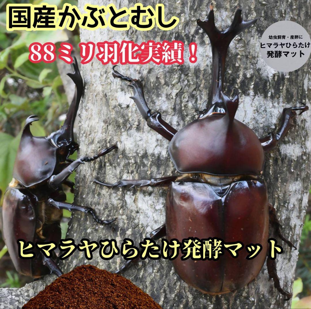 国産カブトムシ８８ミリ羽化実績多数！ネット売上1位！発酵マット【360リットル】
