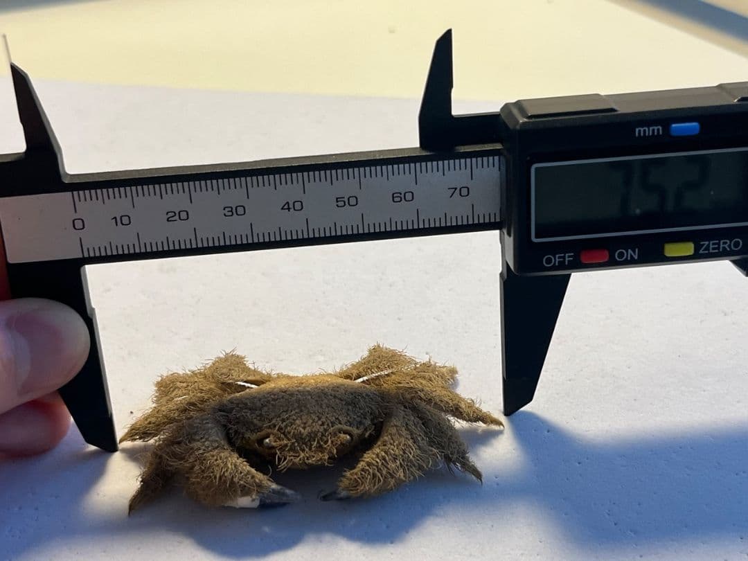 【有毒蟹標本】ケブカガニ 蟹甲殻類エビ蝦蛄タランチュラワラジムシグソクムシダンゴ