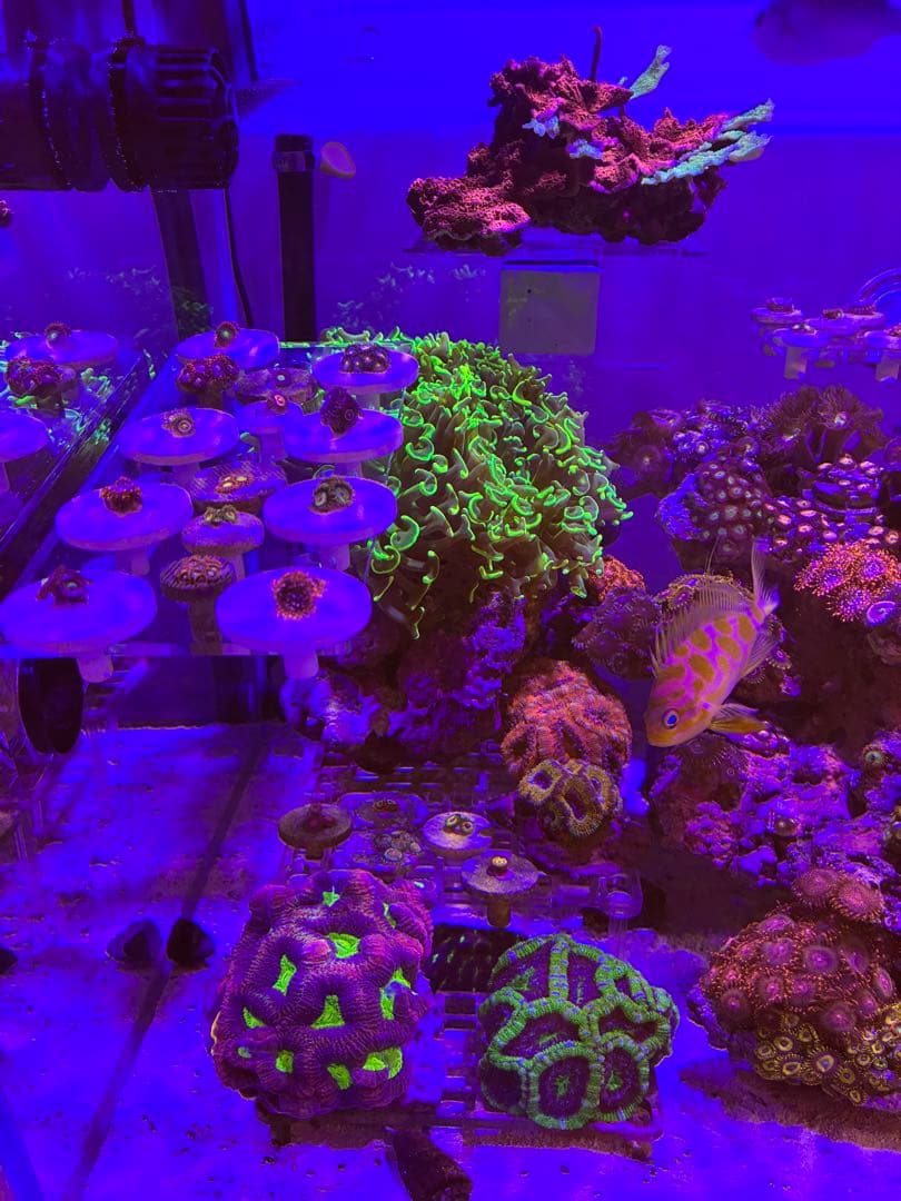 ライブロック　フラグサンゴ　マメスナ　デススター