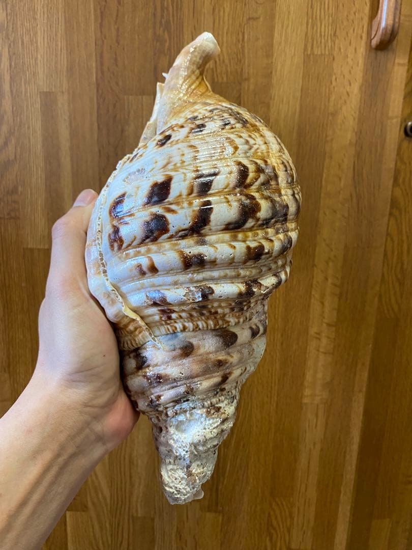 法螺貝　34cm