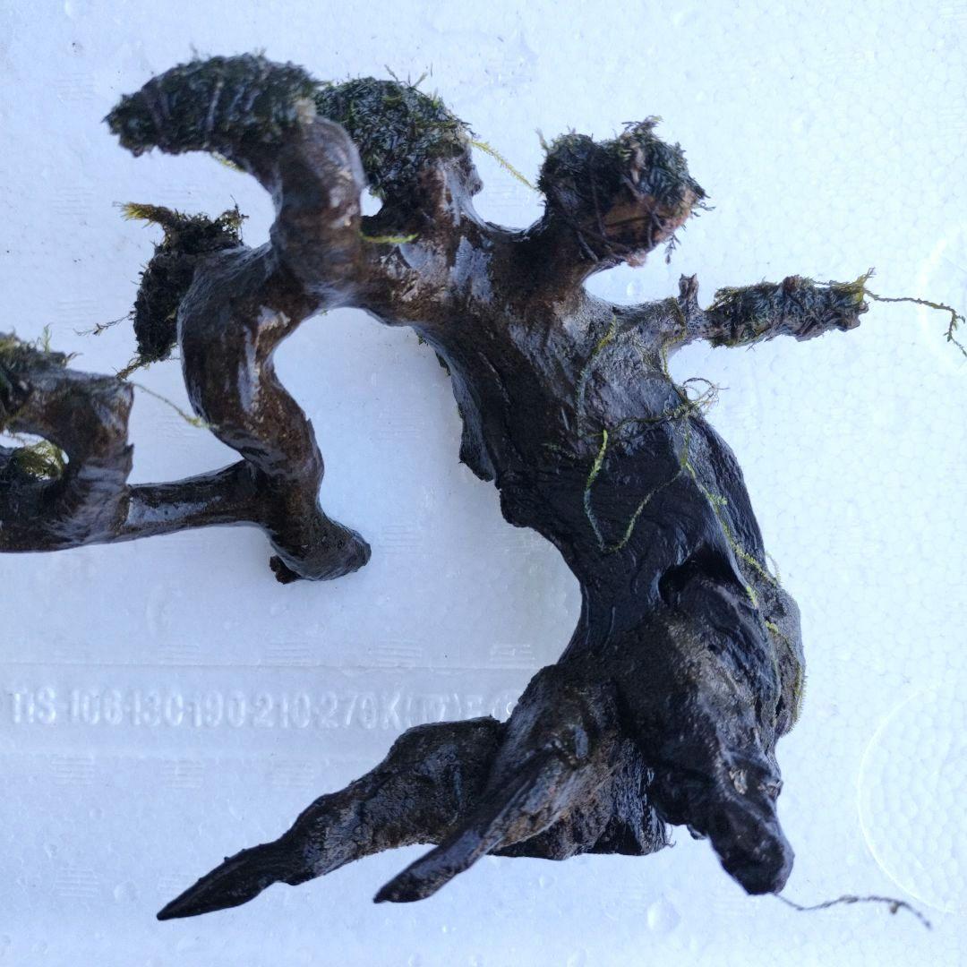 カミハタ 水景BONSAI 五葉松 S ウォーターフェザー ウィローモス 活着