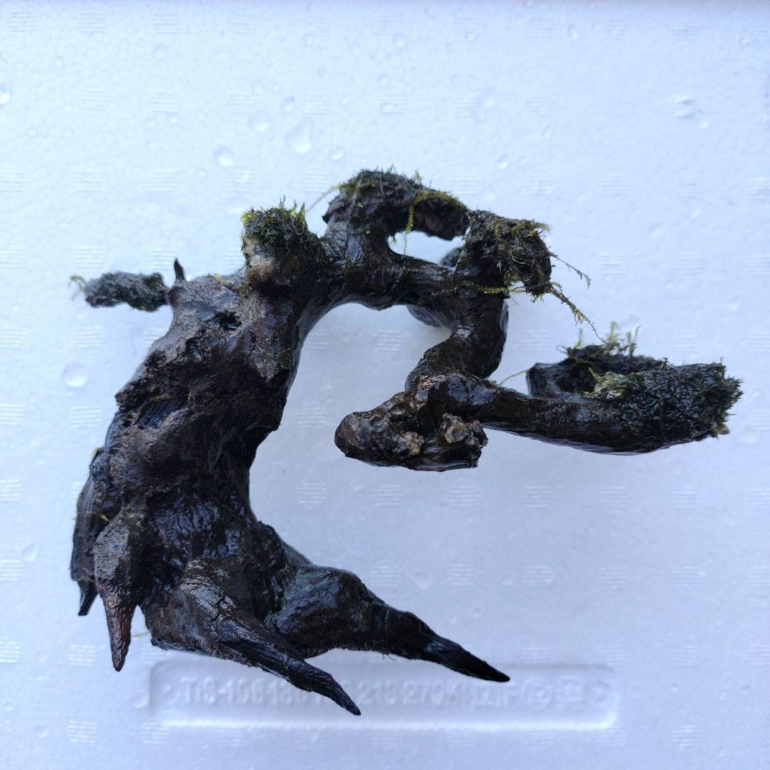 カミハタ 水景BONSAI 五葉松 S ウォーターフェザー ウィローモス 活着