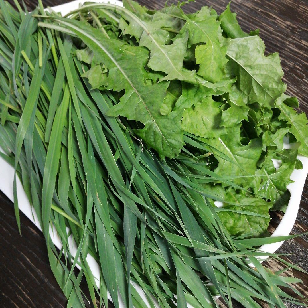 生牧草オーツヘイ柔らかい✨＆たんぽぽ葉小動物おやつ　うさぎ