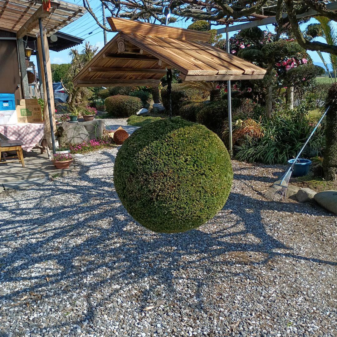杉玉　直径約33ｃｍ 屋根付き焼杉作り