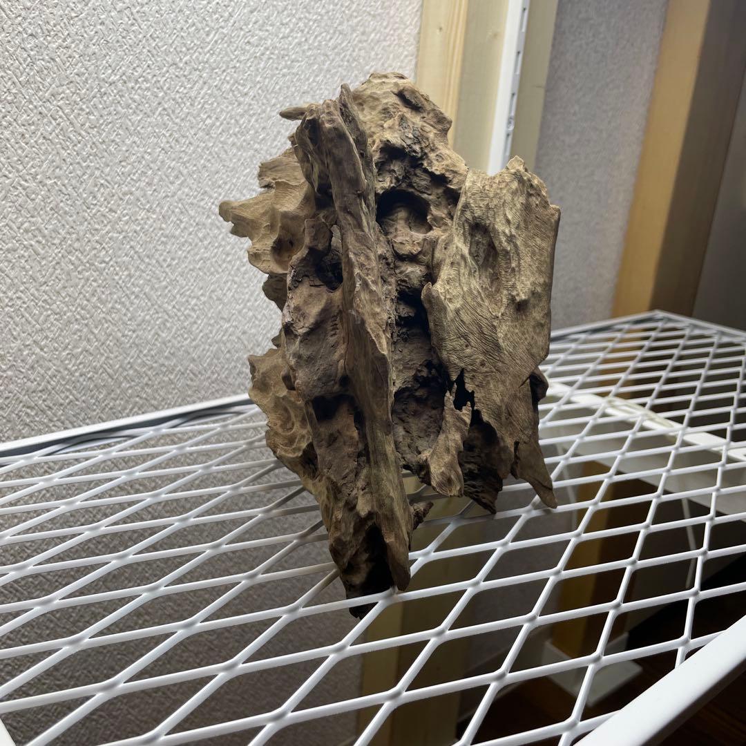 極上　スラウェシウッド　塊状流木