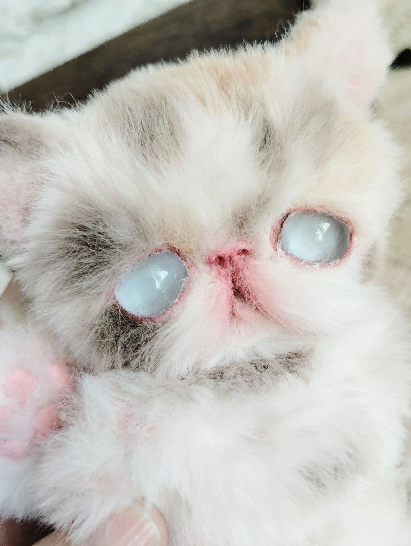 おふぅちゃん❤オーダー❤双子の子猫ちゃん♡アートドール♡ぬいぐるみ♡