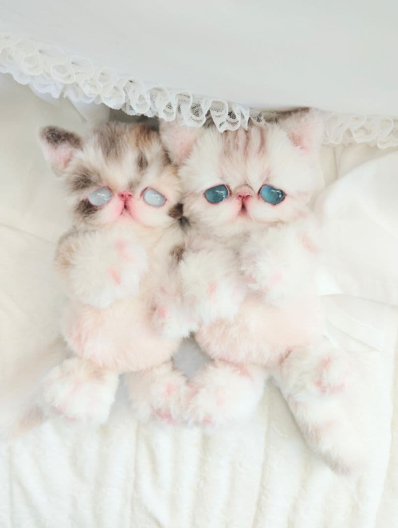 おふぅちゃん❤オーダー❤双子の子猫ちゃん♡アートドール♡ぬいぐるみ♡