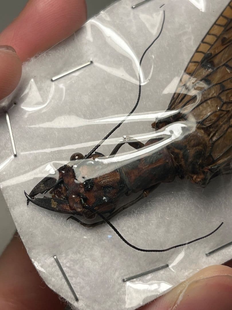 【110mm】橙 マダラオオキバヘビトンボ オオアゴヘビトンボ 昆虫標本 標本