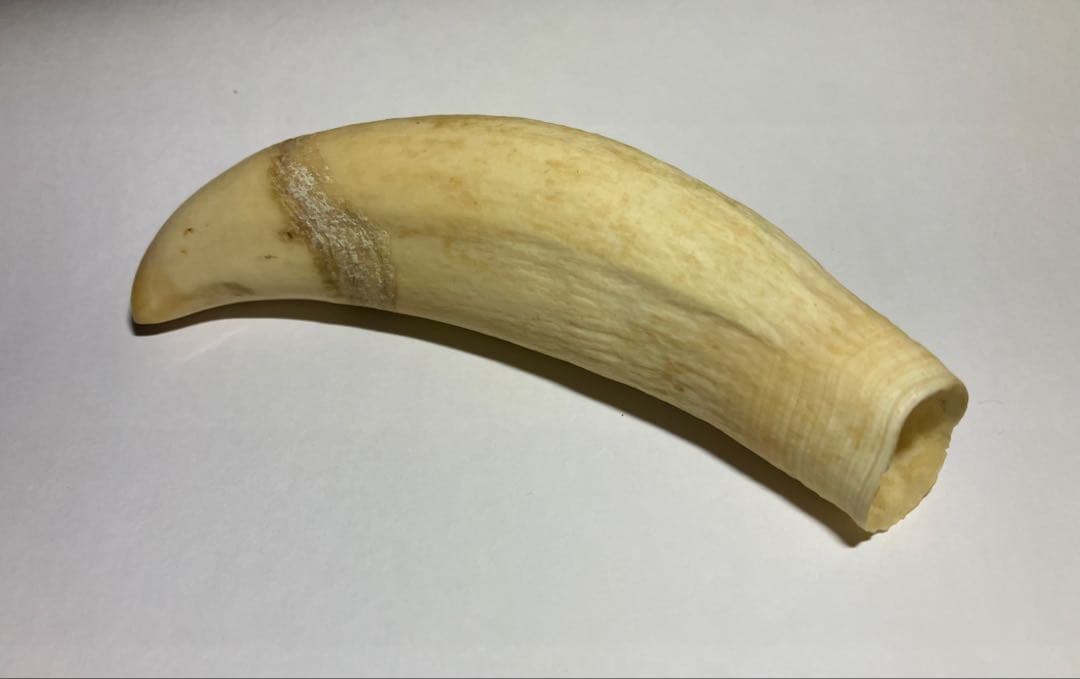 鯨歯 マッコウクジラの歯 約69g 印鑑 ペンダント オブジェ等素材 約10cm