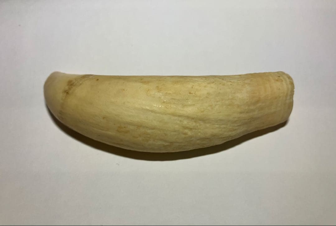 鯨歯 マッコウクジラの歯 約69g 印鑑 ペンダント オブジェ等素材 約10cm
