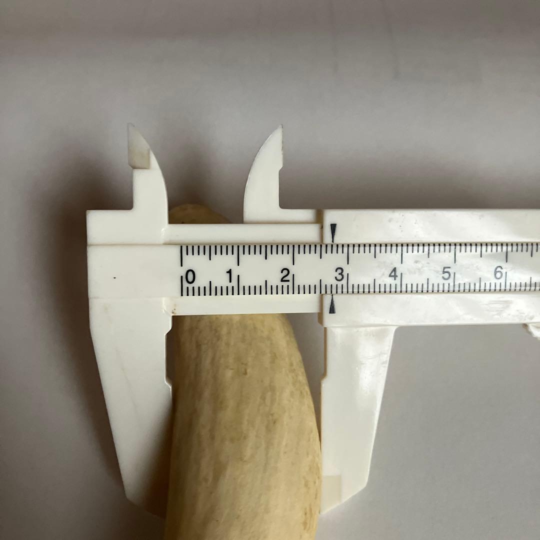 鯨歯 マッコウクジラの歯 約69g 印鑑 ペンダント オブジェ等素材 約10cm