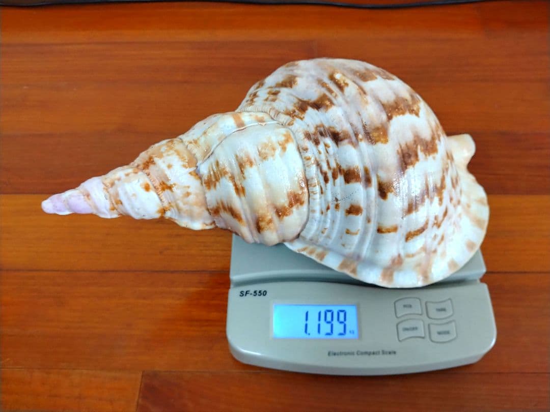 法螺貝 ほら貝 ホラ貝 約1.2キロ 特大 沖縄