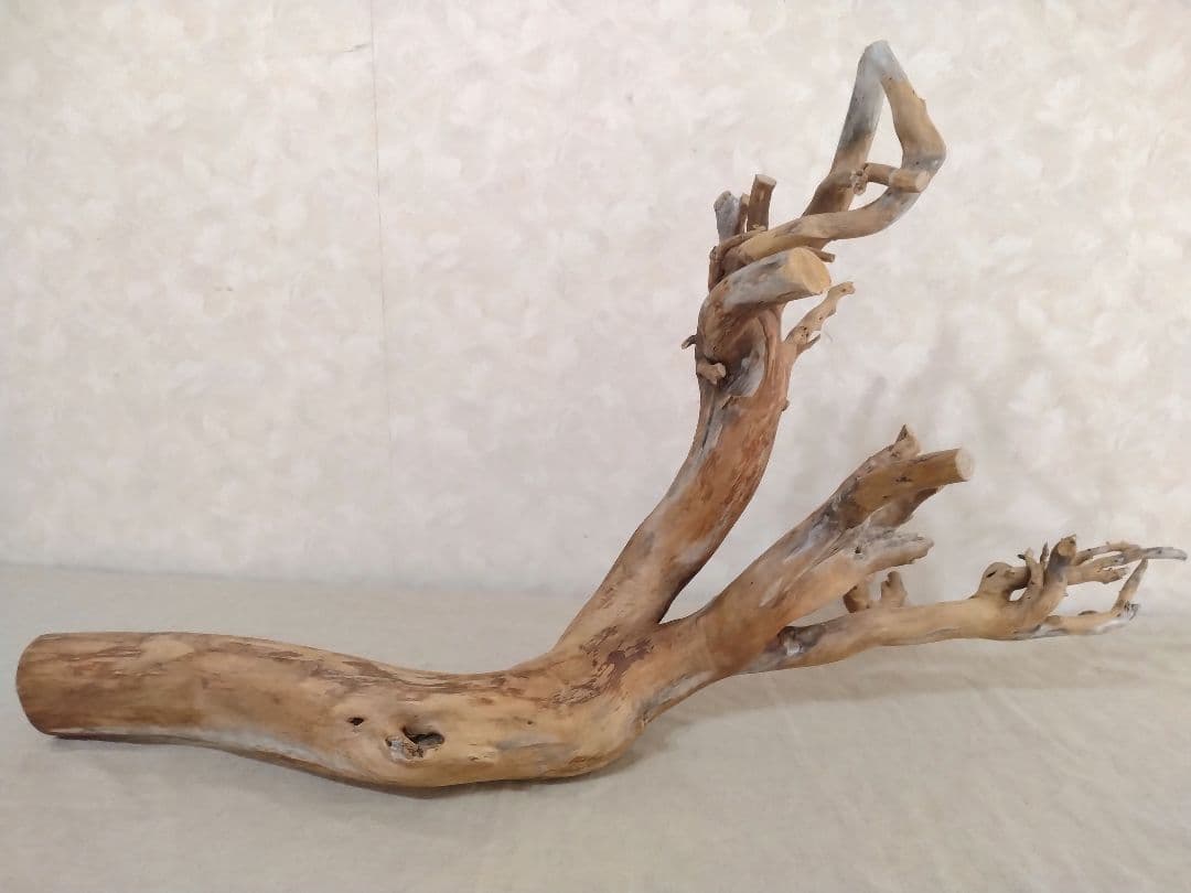【希少】DIY・アクアリウム・パルダリウム向け特大ブランチウッド流木 約70cm