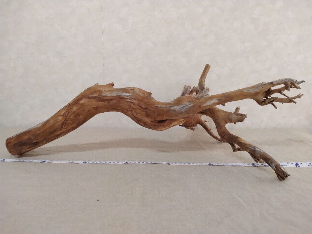 【希少】DIY・アクアリウム・パルダリウム向け特大ブランチウッド流木 約70cm