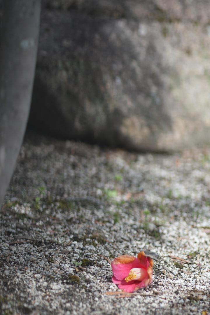綺麗 Nikon Ai-S Micro-NIKKOR 105mm F2.8