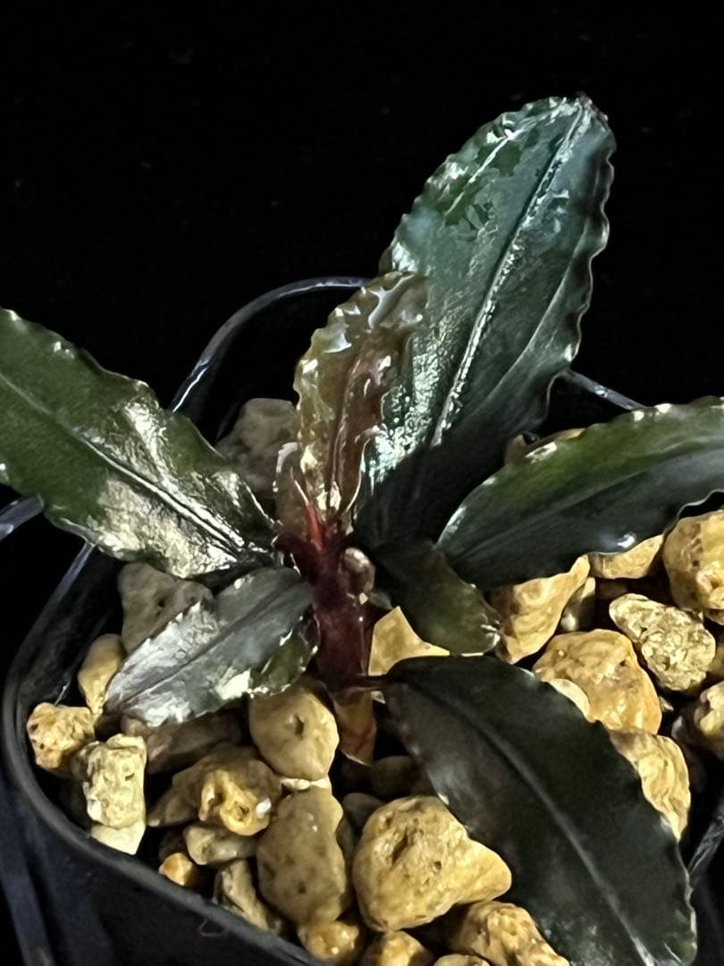 水草 Bucephalandra sp. \"Tricolor Red\"