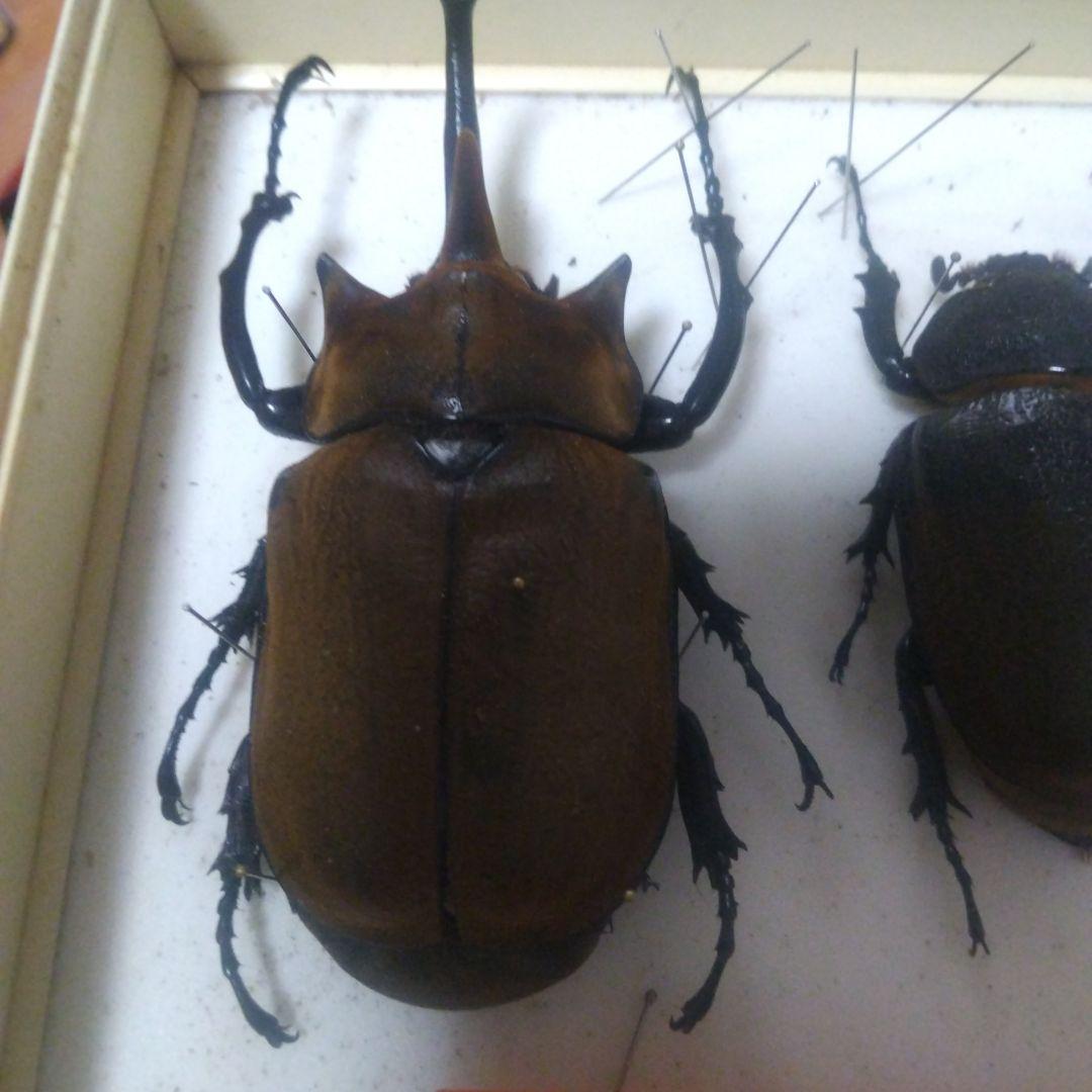 エレファス ゾウカブト♂♀ペア 112ミリ♂