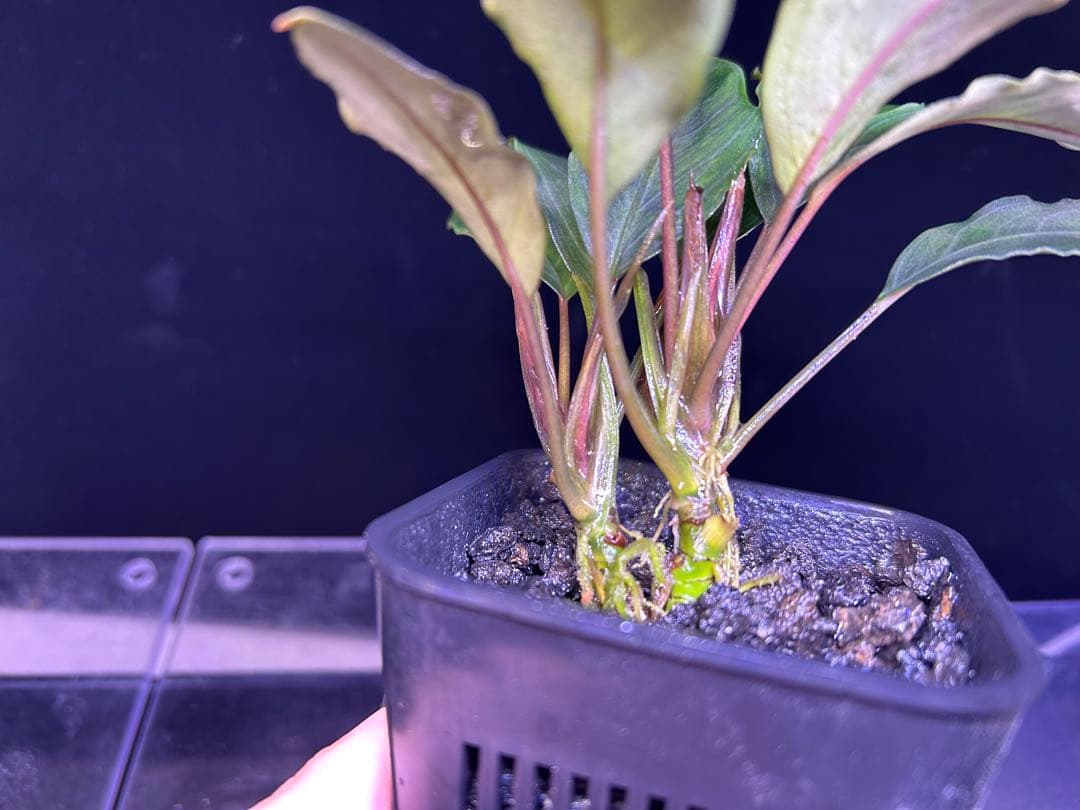Bucephalandra sp.Pearl gray 2本立ち 水上育成株