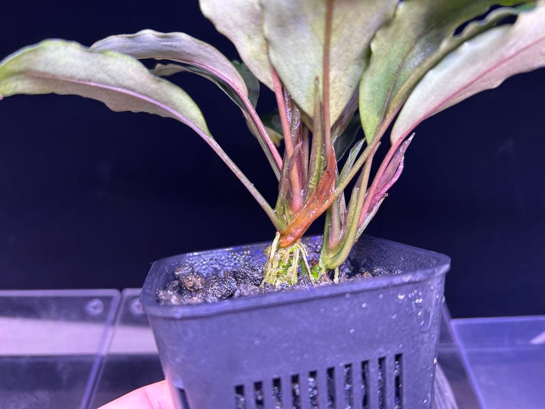 Bucephalandra sp.Pearl gray 2本立ち 水上育成株