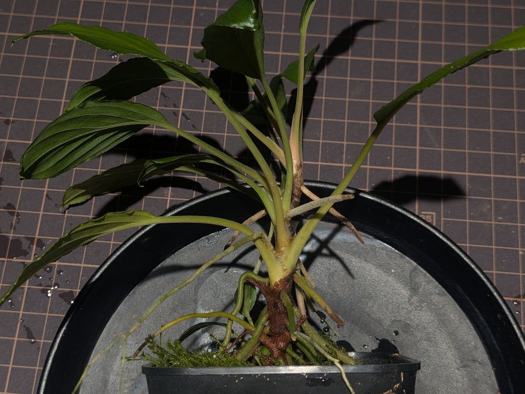 Homalomena sp.Sungai.PP-230928-13 正規タグ付き