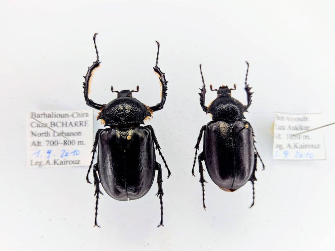 昆虫標本　コガネムシ　トルコヒメテナガコガネペア