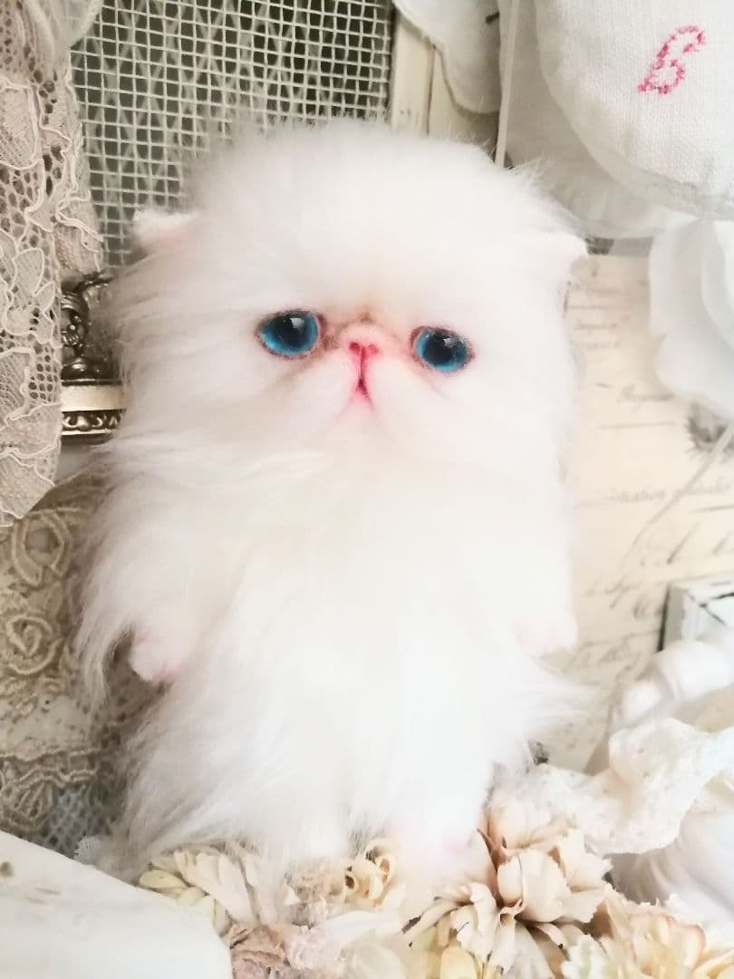 ポッケにゃん♡真っ白美人ちゃん♡エキゾチック子猫ちゃん♡アートドール♡ぬいぐるみ