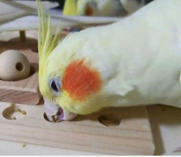 DD21　⭐　ミラーボードとフォージングトイセット(大)⭐　インコ　バードトイ