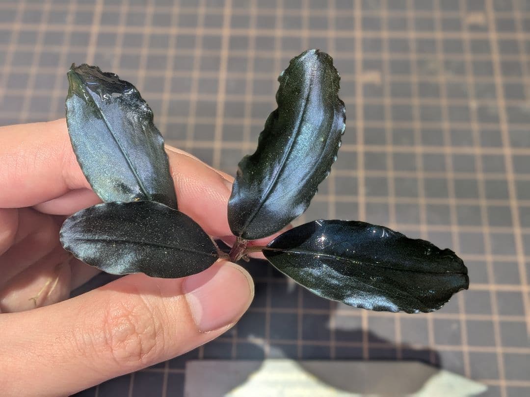 水草 Bucephalandra sp.Nocturne collection