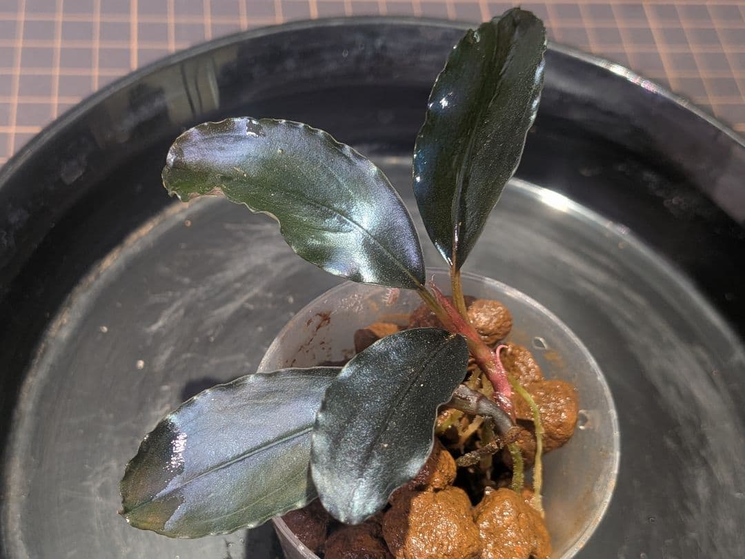 水草 Bucephalandra sp.Nocturne collection