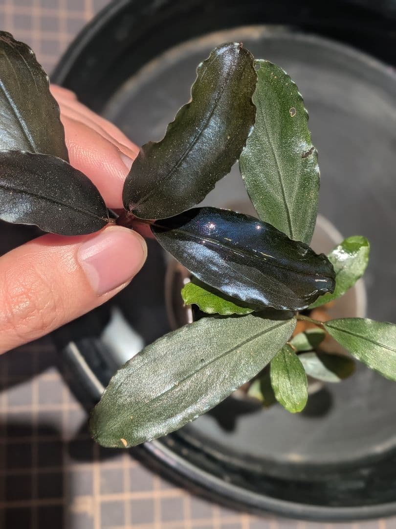 水草 Bucephalandra sp.Nocturne collection