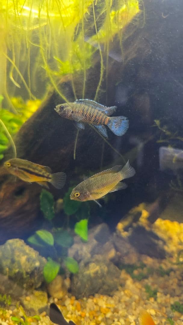 【都内直接引渡】豪華ADA 45cm水槽フルセット アクアスカイ/青華石10数点