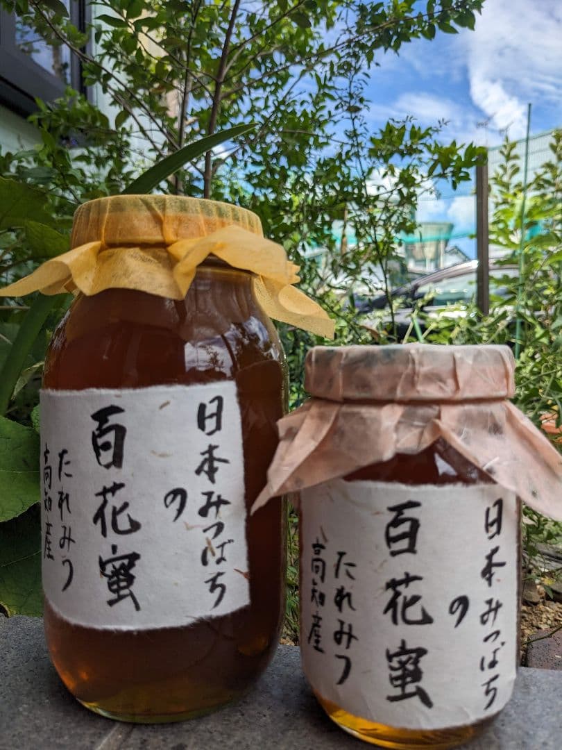 日本ミツバチ 蜂蜜 令和7年度 採れたて　たれ蜜　600g×8 非加熱
