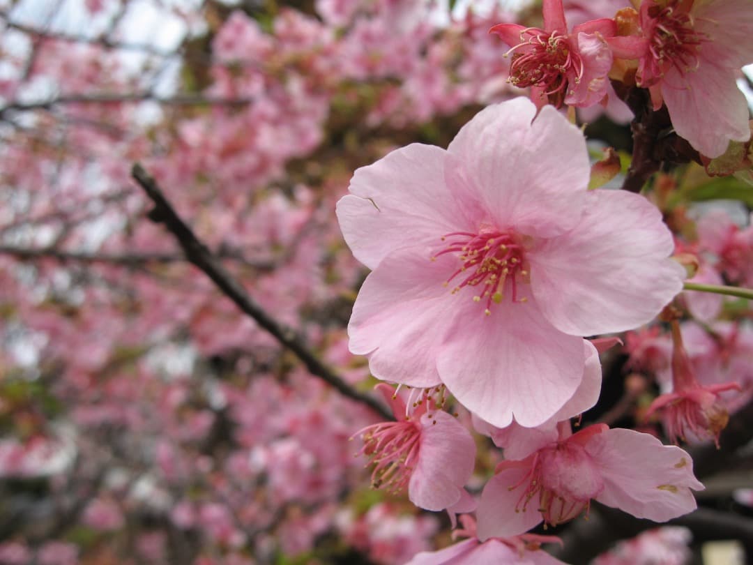 実写美⭕️訳あり【動作確認済】Canon IXY DIGITAL 700