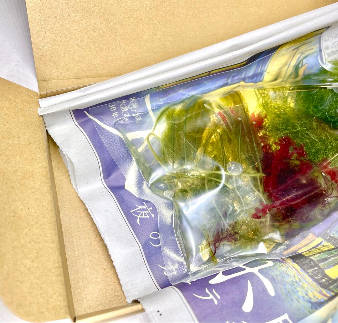 【匿名配送】　海藻　ドラゴンブレス　& 紅藻4種　ひとかたまり　現品
