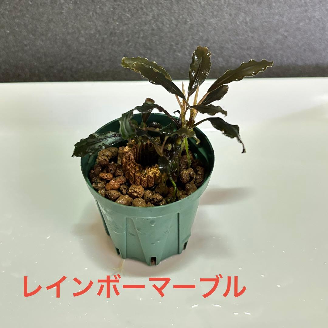 ブセファランドラ 水上葉 6品種 7株