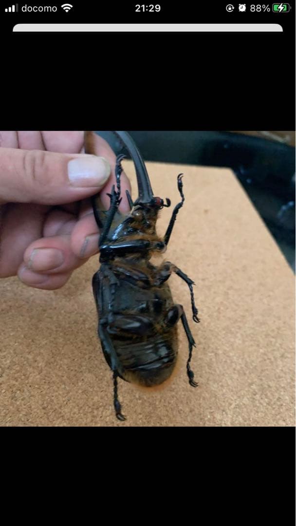 ネプチューンオオカブト♂野外品標本