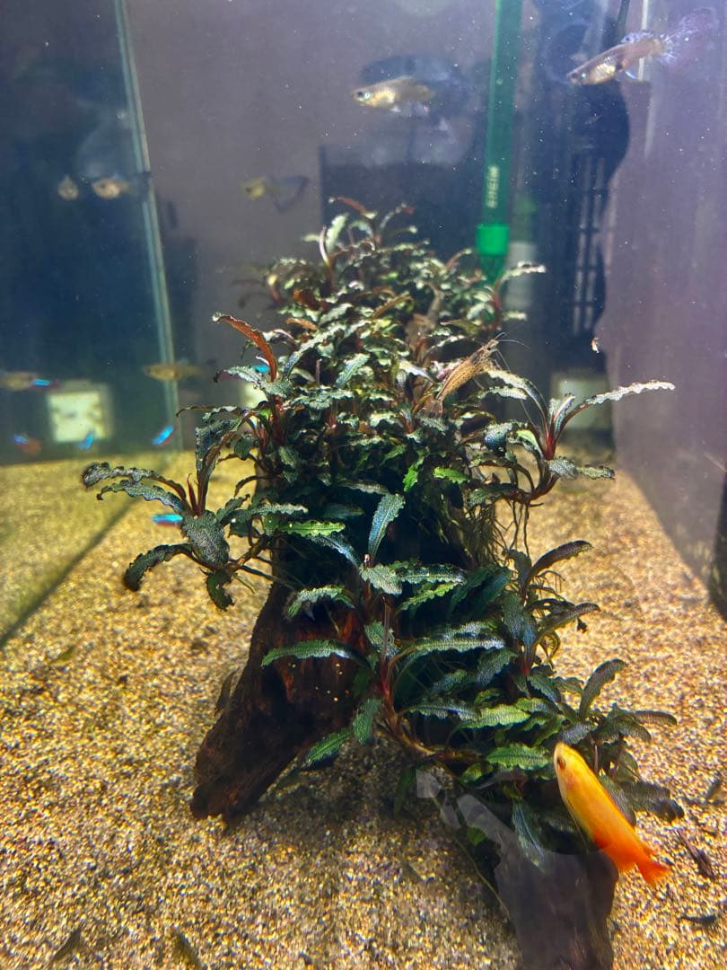 ブセファランドラクダガン群生　活着流木(ADAホーンウッド) スネール無し