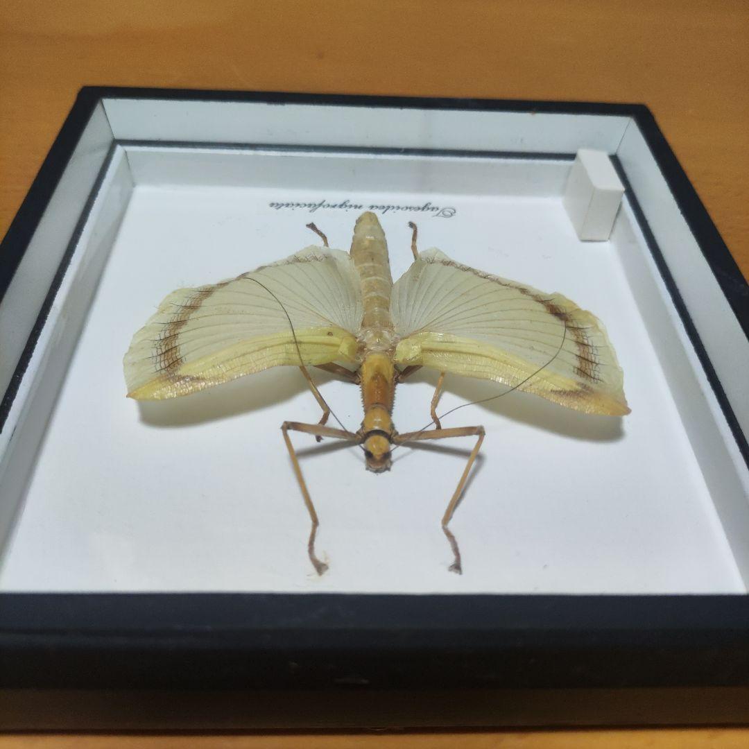 Tagesideia nigrofaciata 標本 約15cm